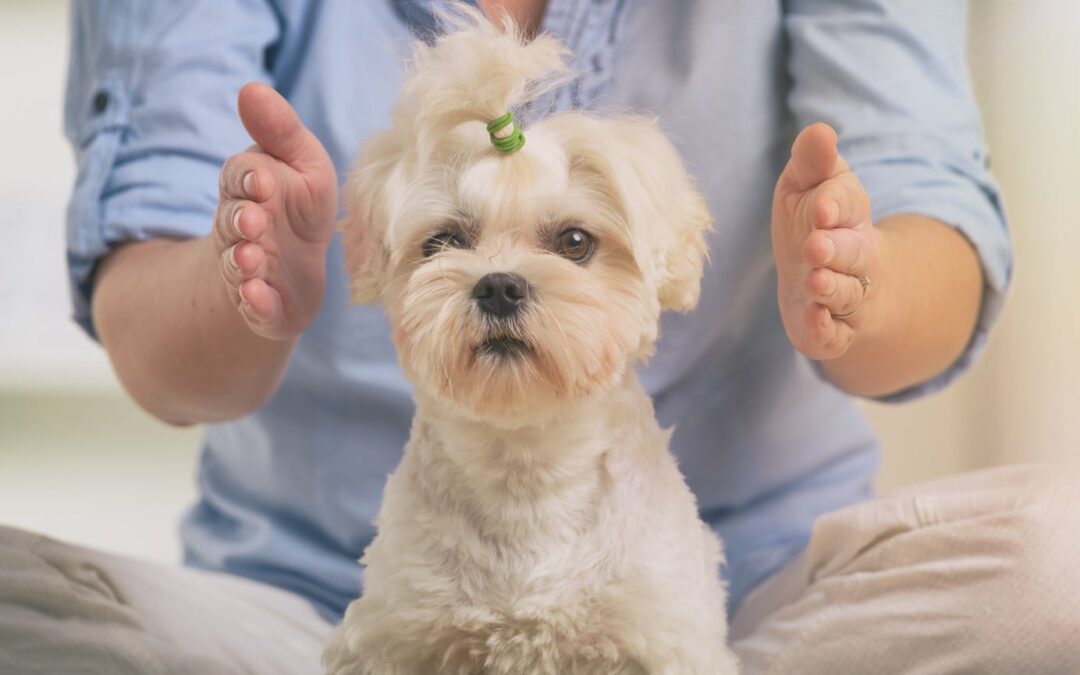 A Psychic “Tail” – Maisey and the Blue Bowl