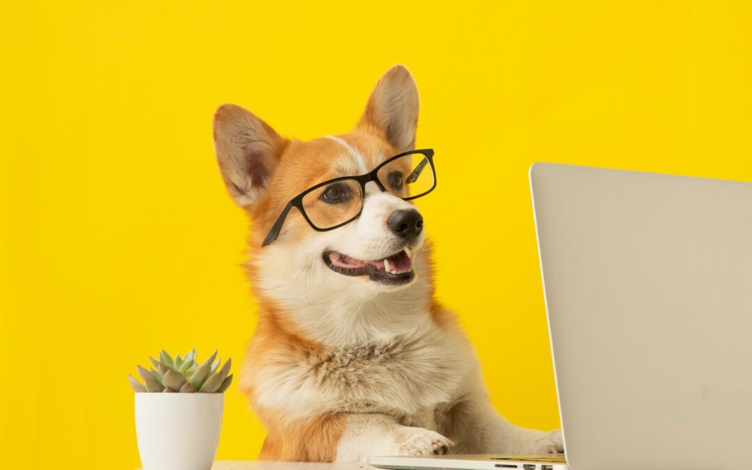 Ask the Experts: Your Pet Questions Answered!